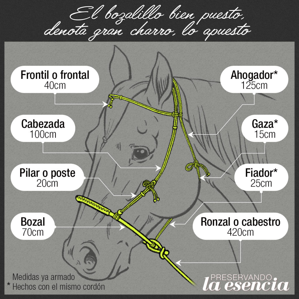Partes del bozalillo