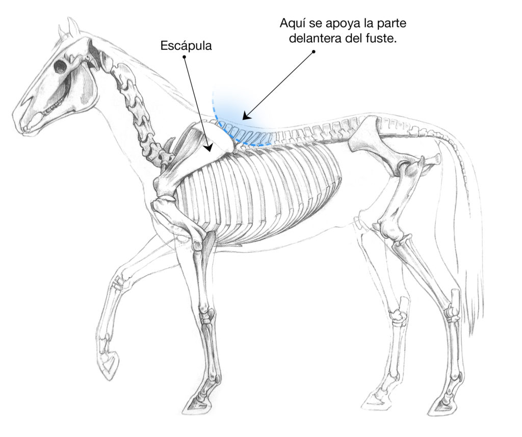 Dónde colocar la montura en el lomo del caballo