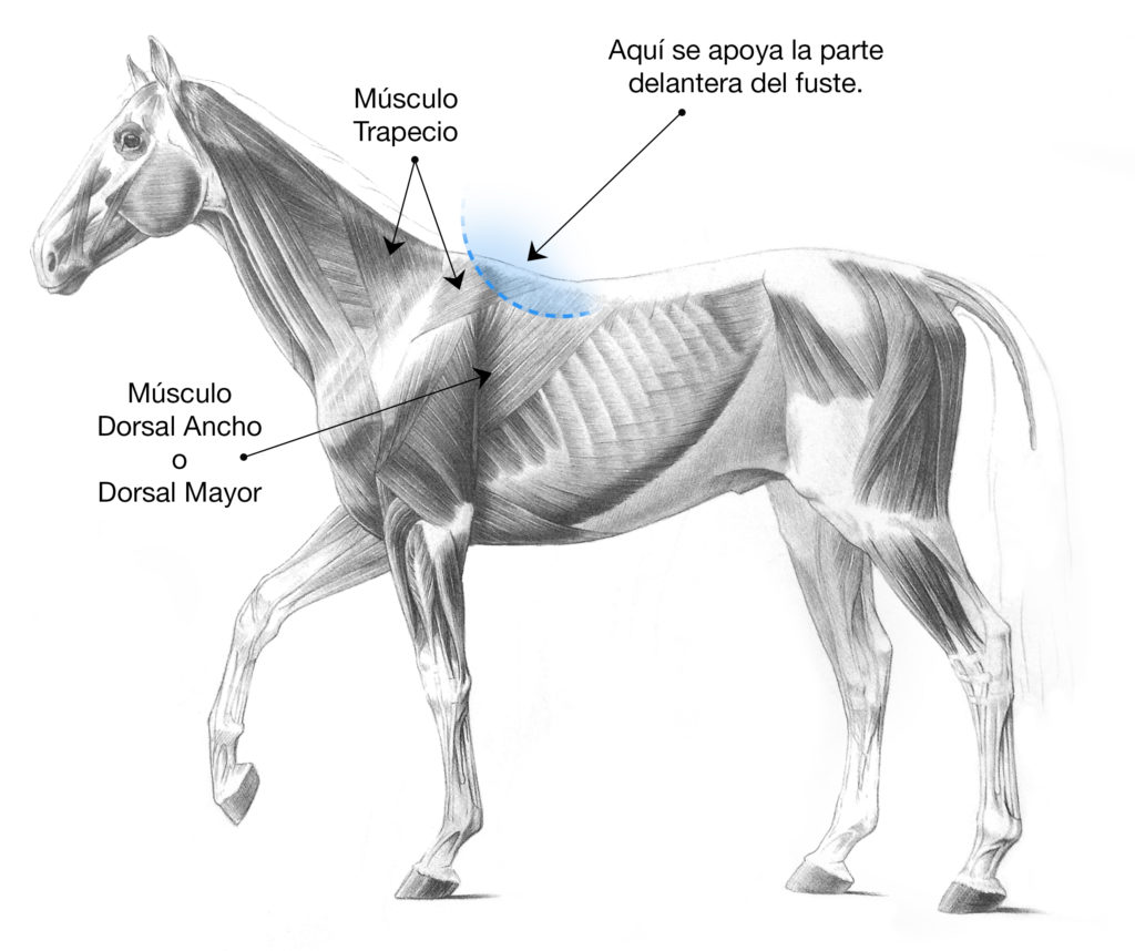 Dónde colocar la montura en el lomo del caballo