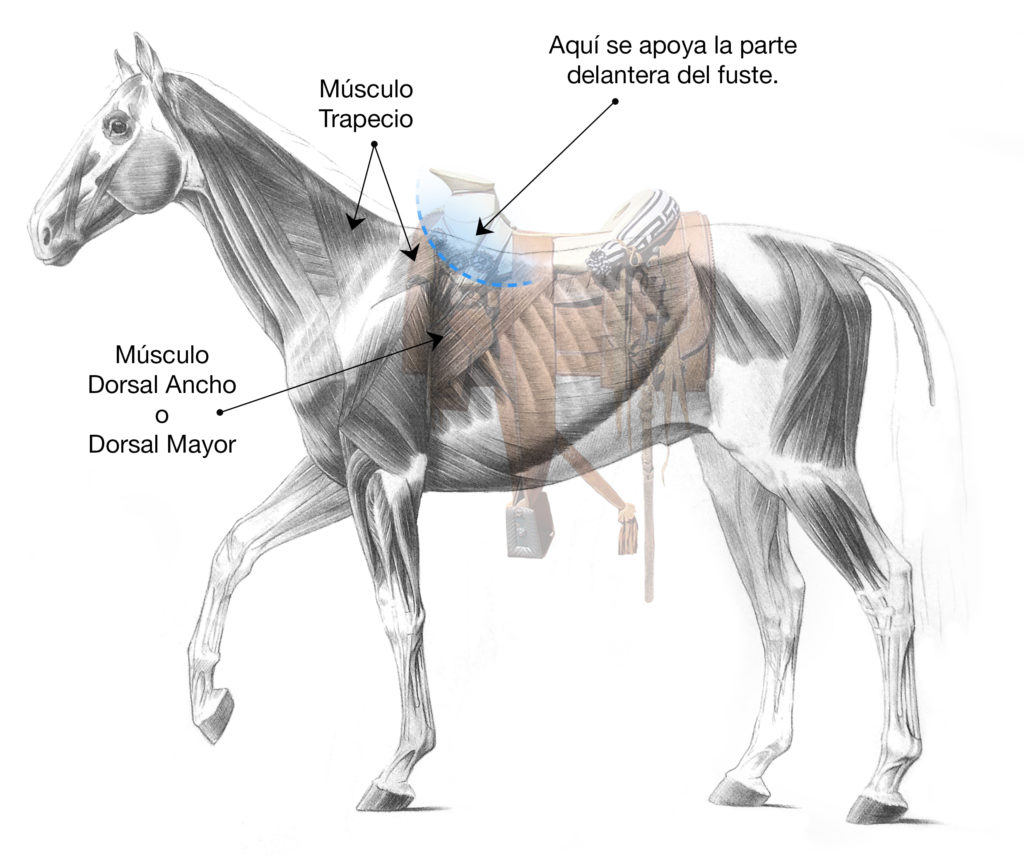 Dónde colocar la montura en el lomo del caballo