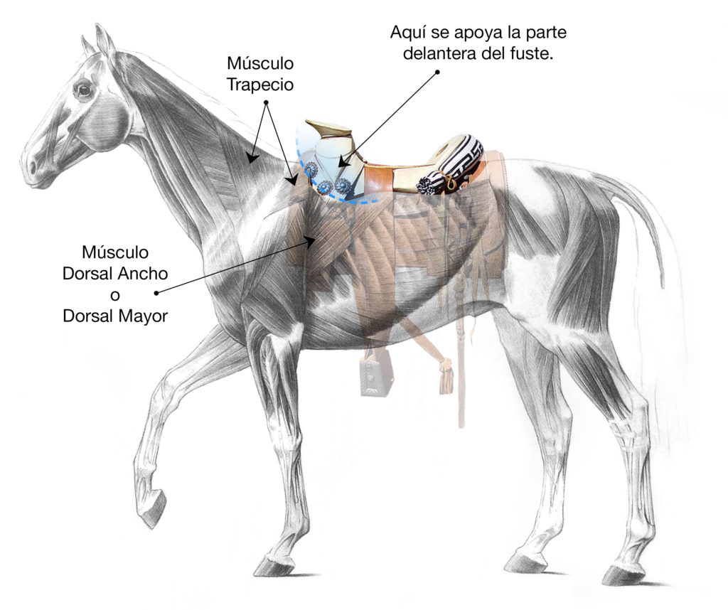 Dónde colocar la montura en el lomo del caballo