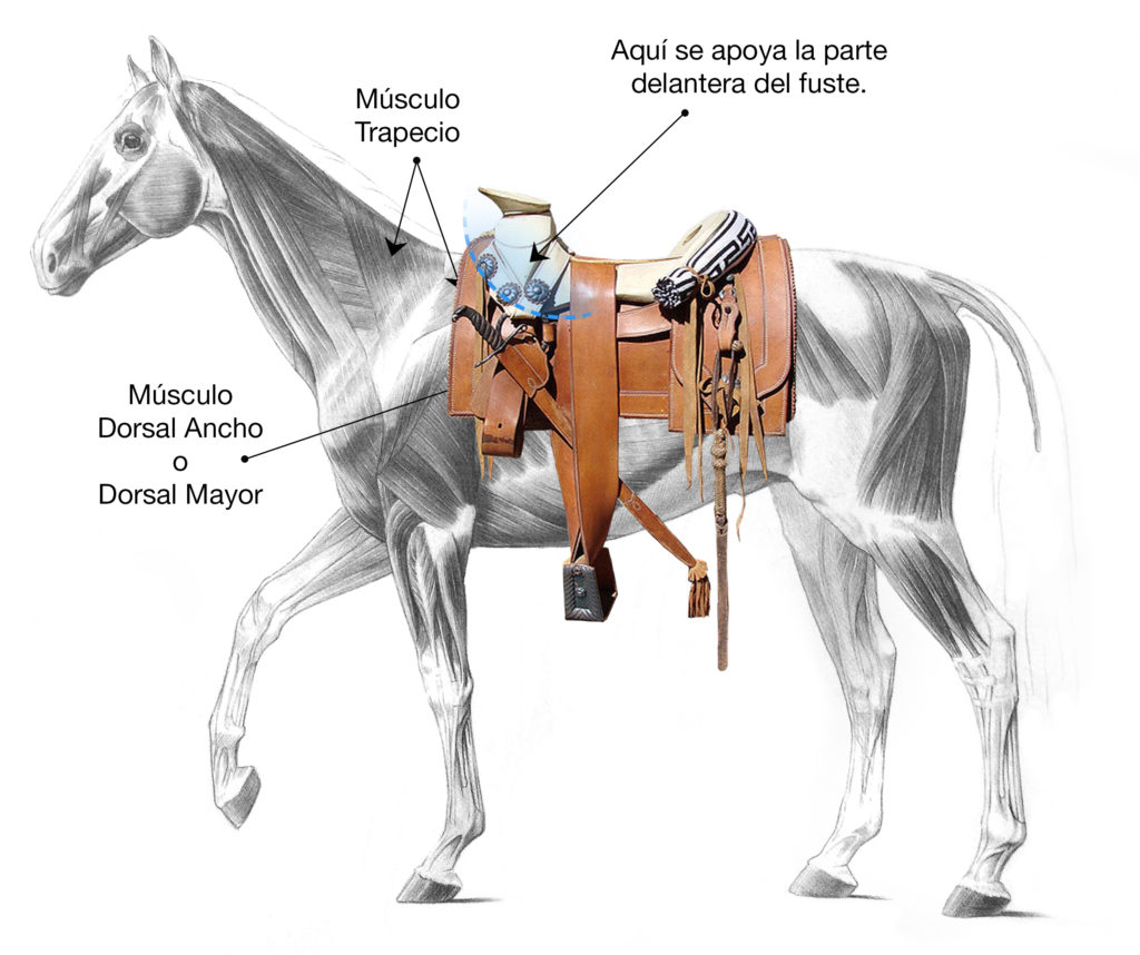 Dónde colocar la montura en el lomo del caballo