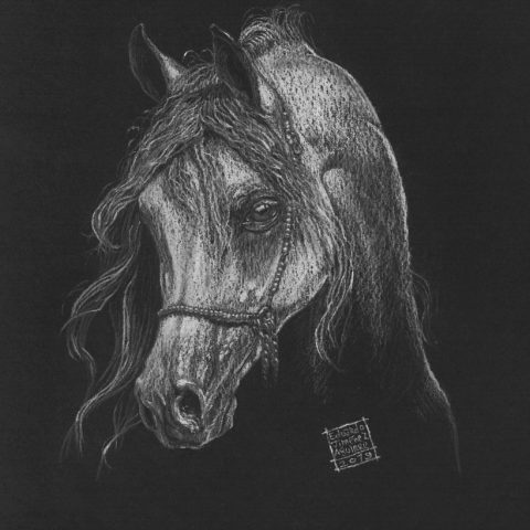 Cheval Arab Cheval Arab