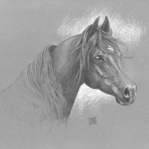 Cheval Arab Cheval Arab