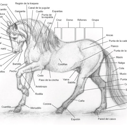 Partes del caballo Partes del caballo