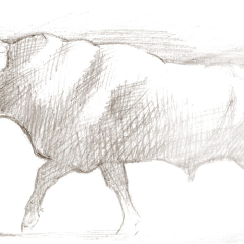 Toro Toro