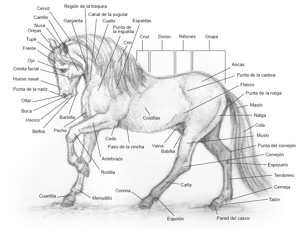 Partes del caballo